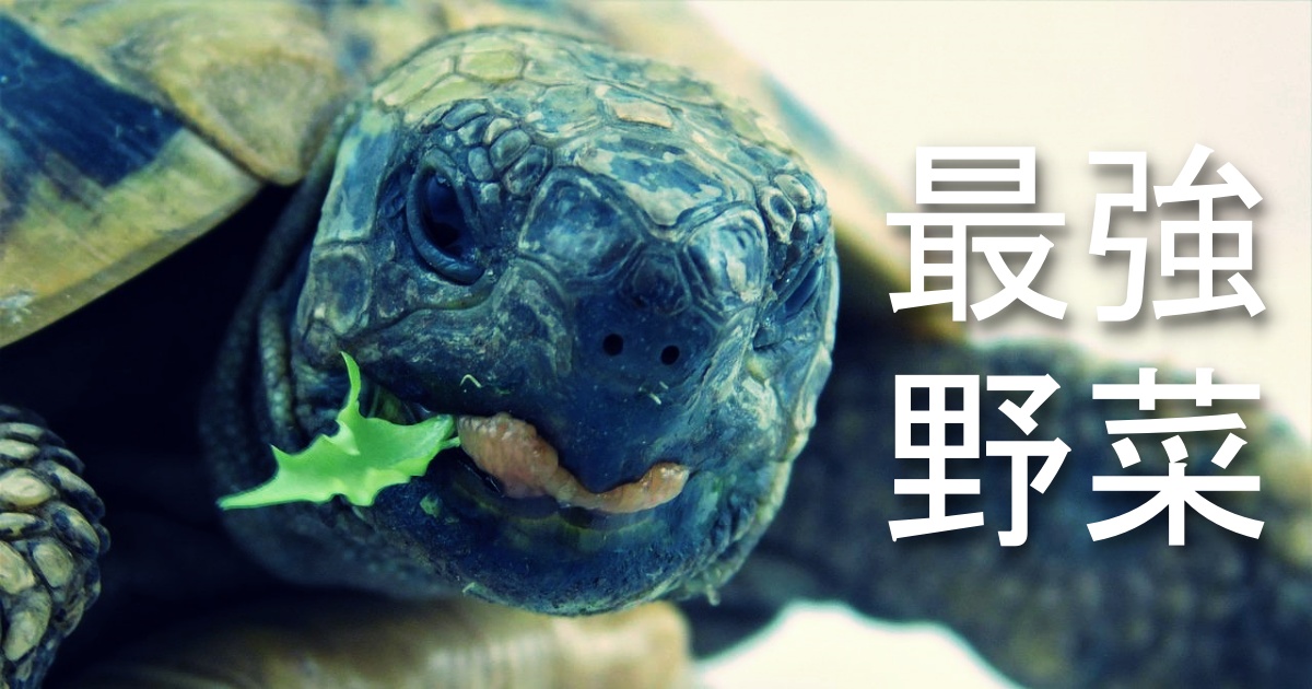 リクガメ イグアナ飼い向け 餌代を安くするために育てる野菜とは ほぼ無料で プランターでも可 イナカデミー
