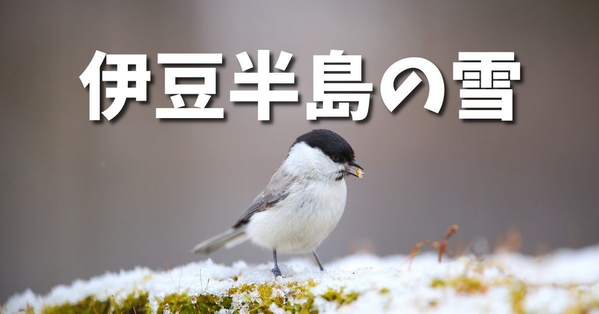 どこから雪が降る？伊豆半島の標高によっての寒さの違いについて。